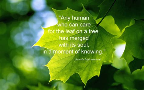 Best 35 Tree Quotes And Motivational Thoughts With Pictures