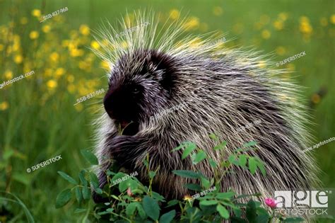 Porcupine Stock Photo Picture And Rights Managed Image Pic Ssb 837