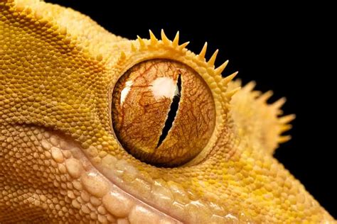 Can Crested Geckos See In The Dark And How Well Do They See