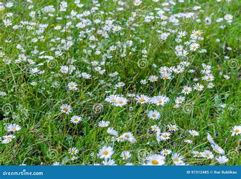 Meadow With Blooming Beautiful Daisies In Summer Stock Image Image Of