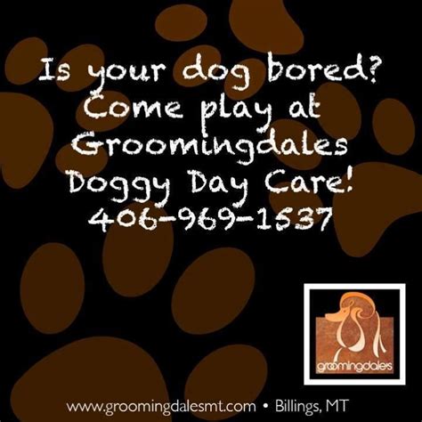 Pin By Groomingdales Salon On Doggy Day Care Dog Daycare Care Day