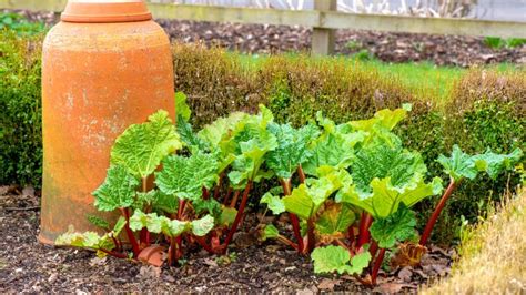 how to grow rhubarb in your garden garden beds