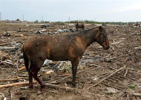Tornado Damage Pictures Horses Horse Life Horse Standing
