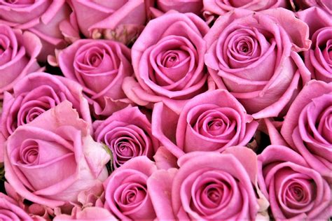 The Best Pink Rose Hd Wallpaper Wallpaper Quotes