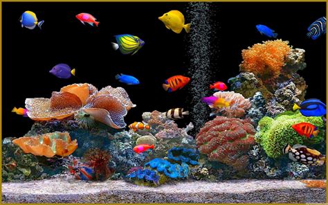 1920x1200 Full Size Of Fish Tank Wallpaper Aquarium High Resolution