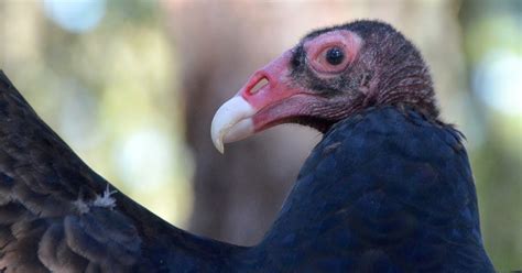 Urban Wildlife Guide Turkey Vulture