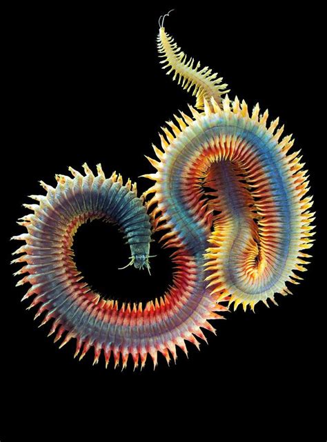 Deep Sea Creature Weird Sea Creatures Beautiful Sea Creatures Ocean