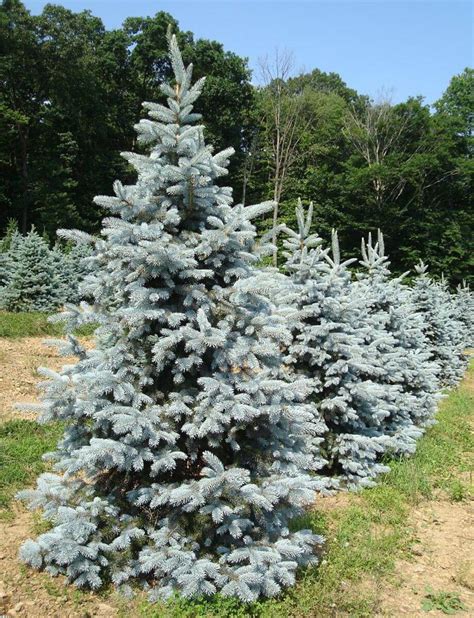 There are 3 dwarf blue spruce for sale on etsy, and they cost $17.34 on average. Hoopsie Blue Spruce | Fort Wayne Trees