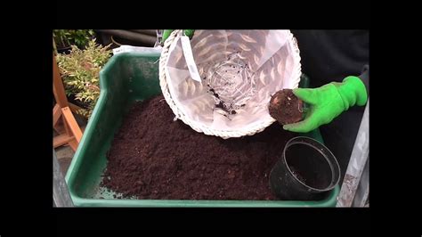 Planting Begonia Corms Youtube