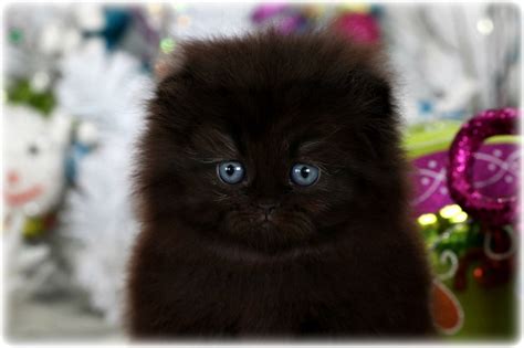 Black Floppy Eared Persian Kitten For Saleultra Rare