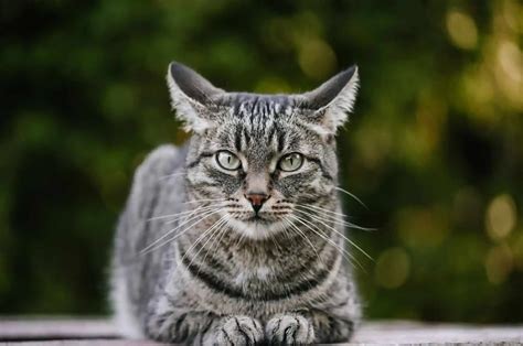 Grey Tabby Cat - Everything You Need To Know (2023)