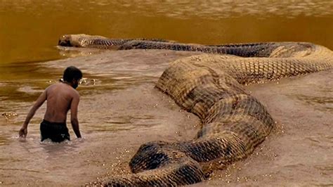 Monster Snake Yacumama Anaconda Longest And Largest In The World
