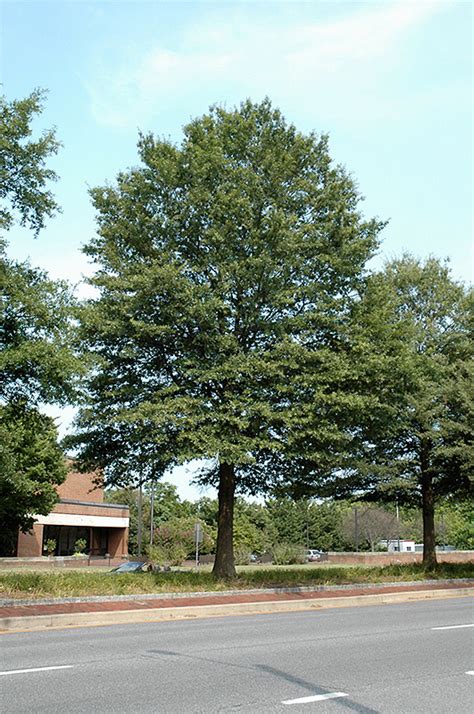 Willow Oak Quercus Phellos In Louisville Indiana Kentucky Ky At