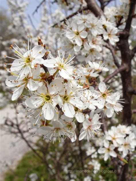 Dopo la fioritura si formano grappoli di piccole bacche nere che rimangono a lungo sulla pianta. In nome dei fiori: Prugnolo selvatico: albero bianco fiorito