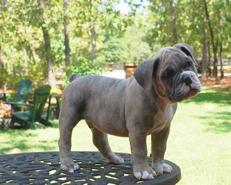Blue Brindle Olde English Bulldogge Puppies For Sale