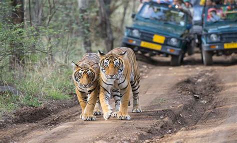 Must Visit National Parks In India For Tiger Sighting Makemytrip Blog