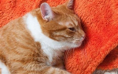 13 Ciri Ciri Kucing Mau Mati Ada Penyebab Alami Dan Juga Lantaran
