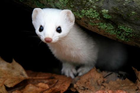 100 Animal Stoat ♥ The Stoat Mustela Erminea Also Known As The