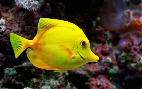 Underwater Fish Fishes Tropical Ocean Sea Wallpaper