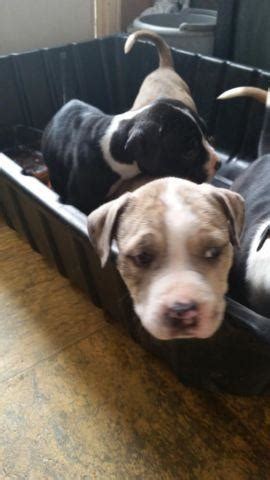 Browse thru our id verified puppy for sale listings to find proud to offer our litter of exotic french bulldog puppies. Blue pit mix with English Bulldog/ 7 wk old for Sale in ...