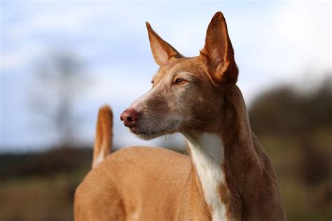 Podenco Dog Breed Characteristics And Care