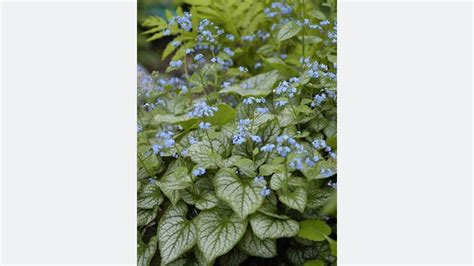 Brunnera Macrophylla ‘jack Frost Named 2012 Perennial Plant Of The