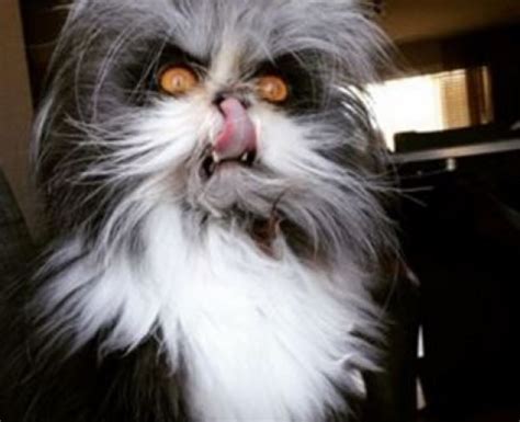 Top 10 Freakiest Felines And Creepiest Cats Ever Seen