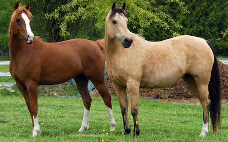 See more ideas about horses, buckskin horse, beautiful horses. Chestnut and Buckskin Beauties - Horses & Animals ...