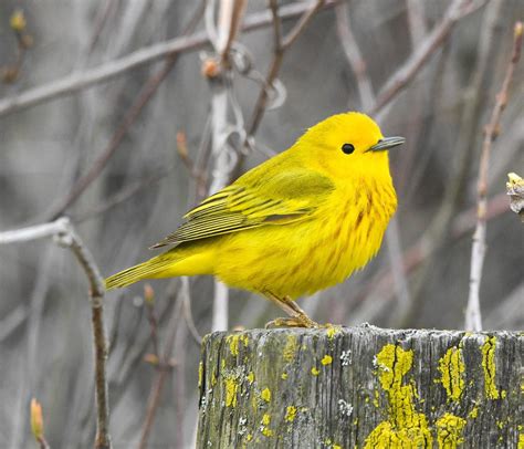 Yellow Warblers: The Sunniest Spring Birds - Birds and Blooms