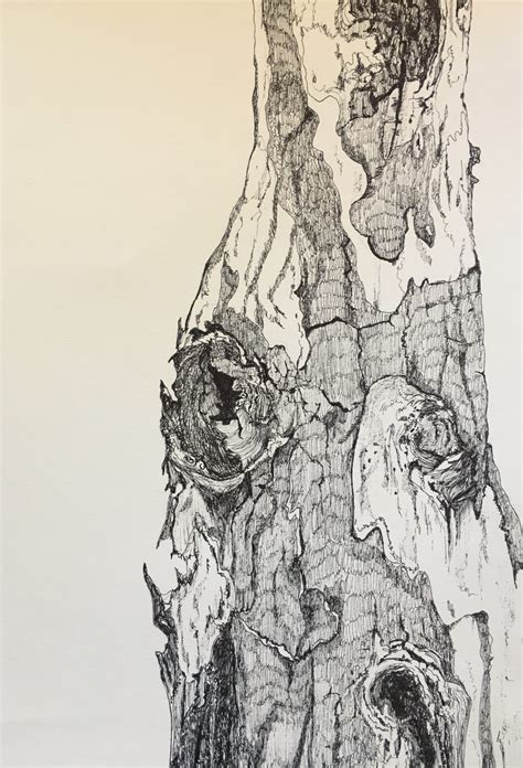 Tree Bark Drawing At Explore Collection Of Tree