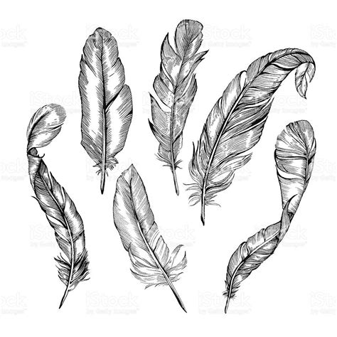 Vector Detailed Hand Drawn Illustrations Of Feathers In Blackandwhite