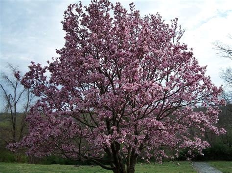 Saucer Magnolia Everything Is Possible Small Trees Landscaping Ideas