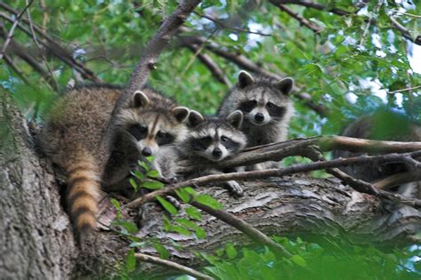 Filethree Raccoons In A Tree Wikimedia Commons