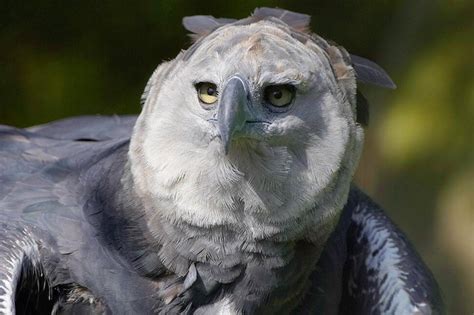 Harpy Eagle Description Habitat And Fun Facts