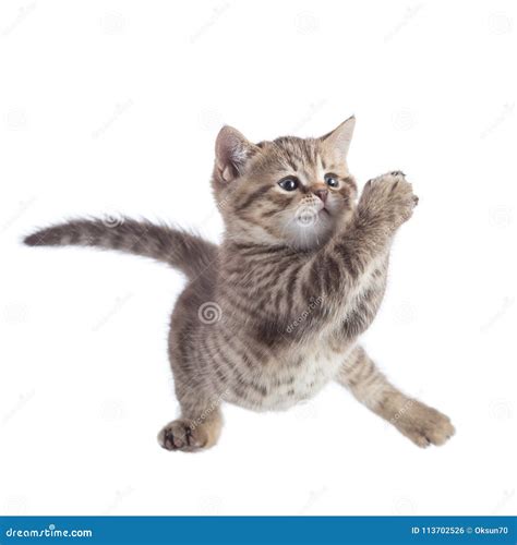 Cat Kitten Jumping And Playing Isolated On A White Background Stock