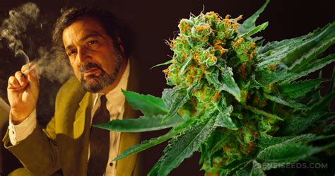 11 Pictures Of Jack Herer Plants Leighmymanh