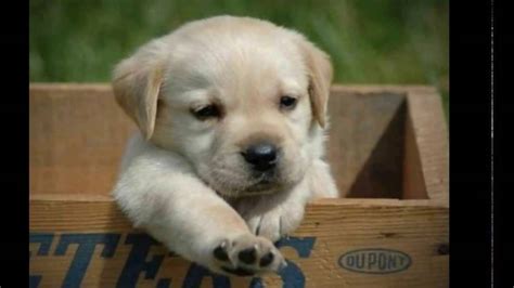 Sobald der welpe acht wochen alt ist geben züchter die hundewelpen in die obhut ihrer neuen besitzer. Die süßesten Hunde der Welt "Diashow" - YouTube