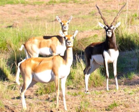 Five Day Argentina Blackbuck And Ram Hunt For Three Hunters