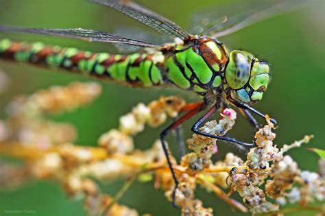 Photograph Green Dragonfly By Sébastien Guéret On 500px Dragonfly