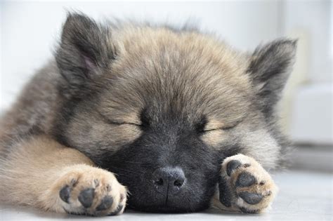 Maybe you would like to learn more about one of these? What Do Dogs Dream About While Sleeping? | Science Times