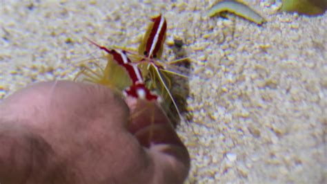 5 Things I Learned About Cleaner Shrimp YouTube
