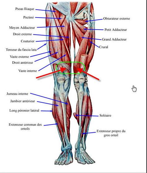Leg Muscle Diagram Select From Premium Leg Muscle Diagram Of The