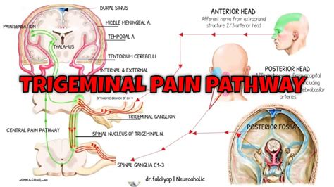 Trigeminal Pain Pathway Trigeminothalamic Pathway Trigeminal Nerve