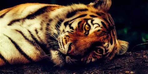 mimpi melihat harimau jinak