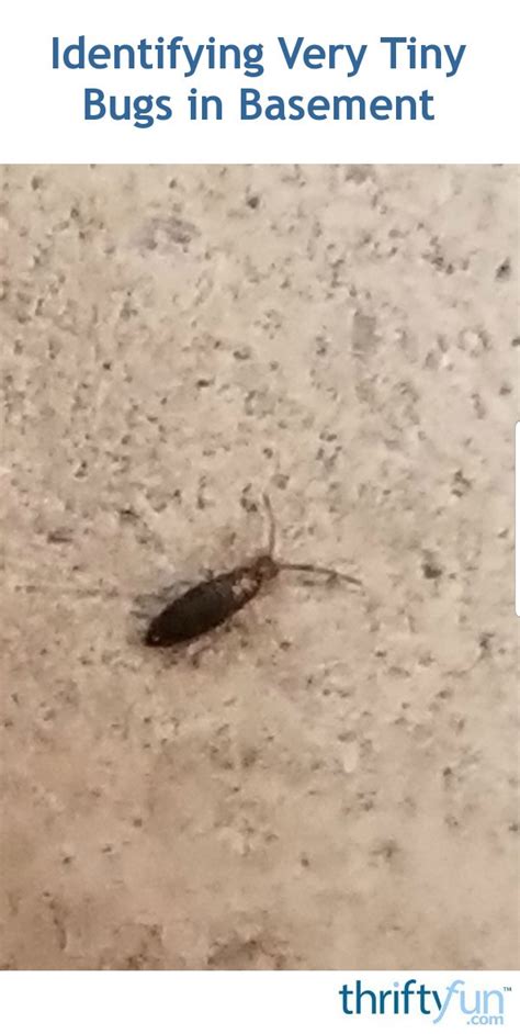 By lori letson (toney, alabama ). Identifying Very Tiny Bugs in Basement? | ThriftyFun