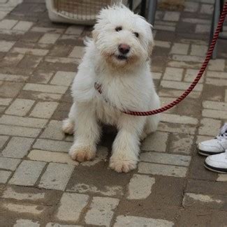 Maybe you would like to learn more about one of these? Bear | Adopt a dog in Goyang - 고양