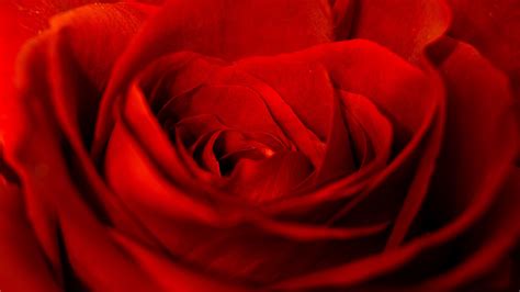 Download Wallpaper 1920x1080 Rose Red Petals Bud Flower Full Hd