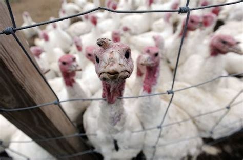 Michigan Turkey Producers Not Involved In Cargill Recall Of 36 Million Pounds Of Ground Turkey