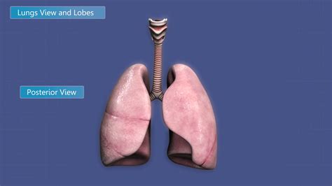 Animation Depicting Lobes Of Human Lungs Stock Motion Graphics Sbv