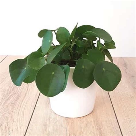 So pflegen sie die ausgefallene. Ufopflanze Pilea peperomioides 12 cm schnell und günstig ...